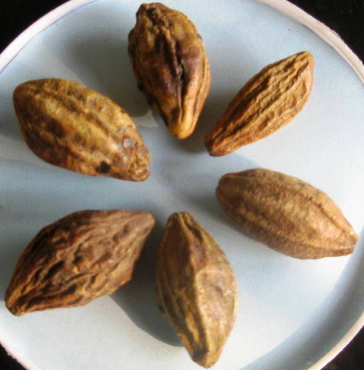 Dried Haritaki fruits, a key Triphala ingredient