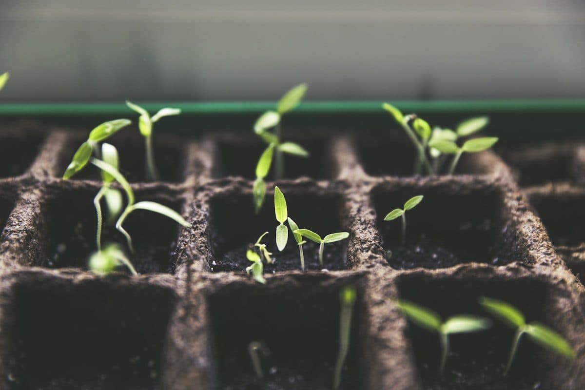 Young seedlings sprouting from dark soil
